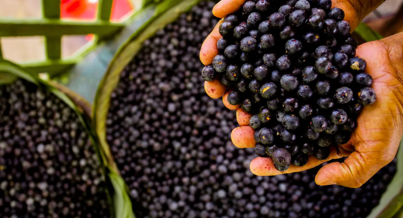 Desenvolvimento da cadeia produtiva do açaí