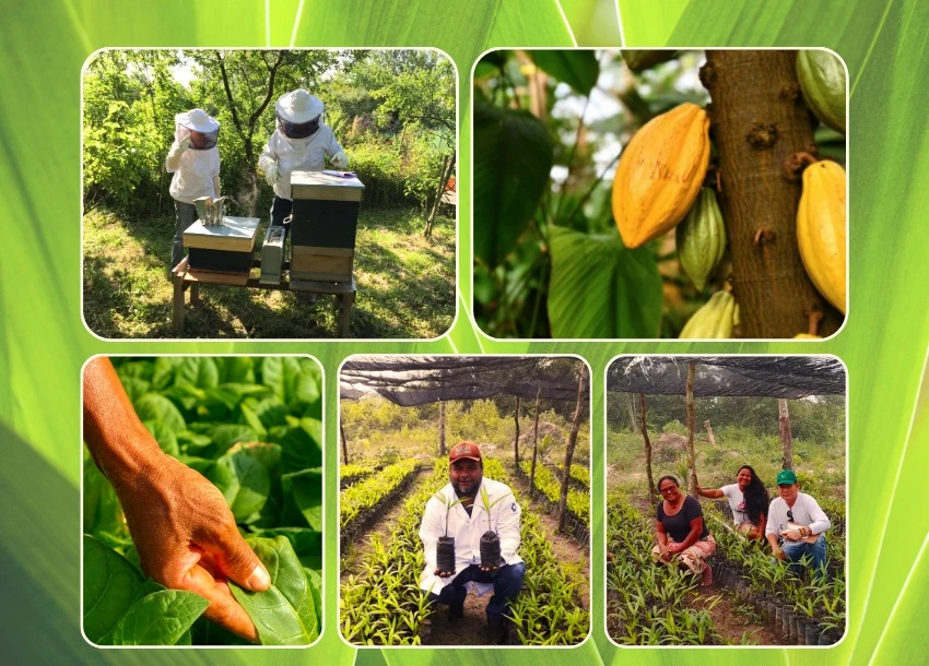 Desenvolvimento de cadeias produtivas na agricultura familiar